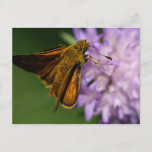 Carte Postale Thymelicus lineola