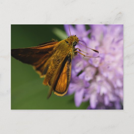 Carte Postale Thymelicus lineola (Devant)