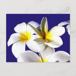 Carte Postale ti fleurs plantes jaune blanc bleu dos.jpg