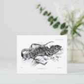 Carte Postale Tiaris tuberculatus (Debout devant)