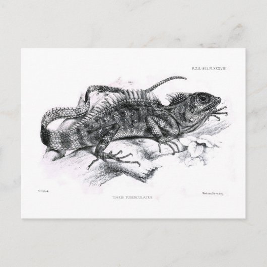 Carte Postale Tiaris tuberculatus (Devant)