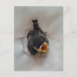 Carte Postale Tidi my Bird le Parus Major