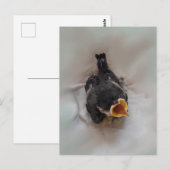 Carte Postale Tidi my Bird le Parus Major (Devant / Derrière)