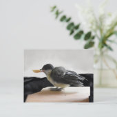 Carte Postale Tidi my Bird le Parus Major (Debout devant)