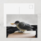 Carte Postale Tidi my Bird le Parus Major (Devant / Derrière)