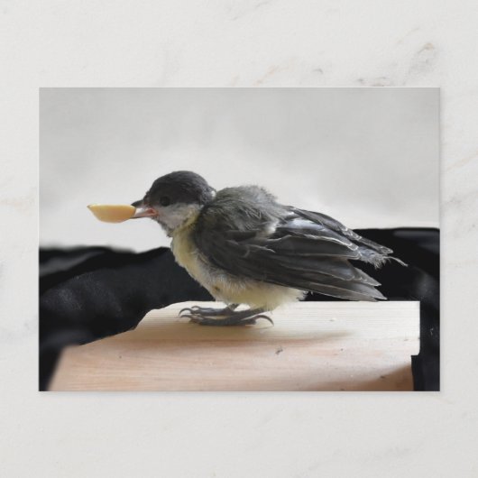 Carte Postale Tidi my Bird le Parus Major (Devant)