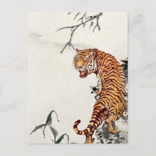 Carte postale Tiger (Devant)