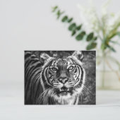 Carte postale Tiger (Debout devant)