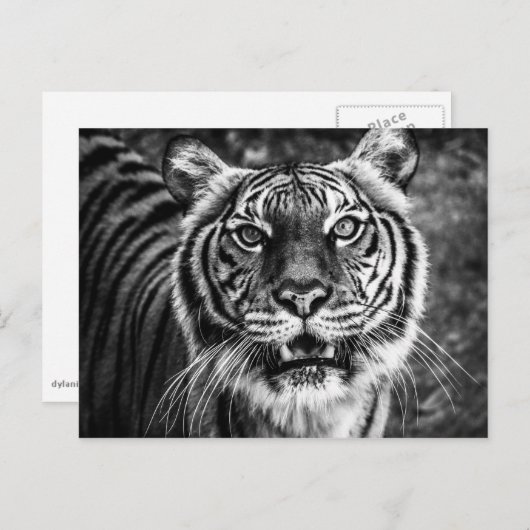 Carte postale Tiger (Devant / Derrière)