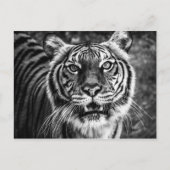 Carte postale Tiger (Devant)
