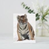 Carte Postale Tiger (Debout devant)