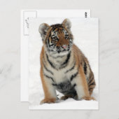 Carte Postale Tiger (Devant / Derrière)