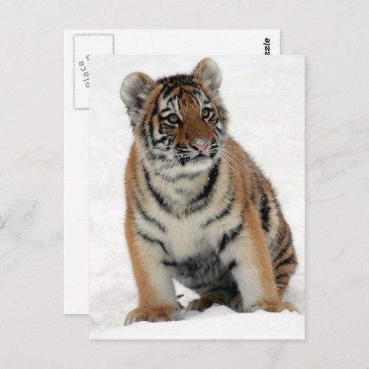 Carte Postale Tiger (Devant / Derrière)