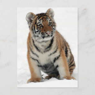 Carte Postale Tiger