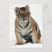 Carte Postale Tiger (Devant)