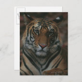 Carte Postale Tiger (Devant / Derrière)