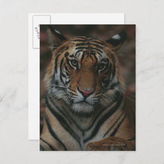 Carte Postale Tiger (Devant / Derrière)