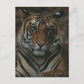 Carte Postale Tiger (Devant)