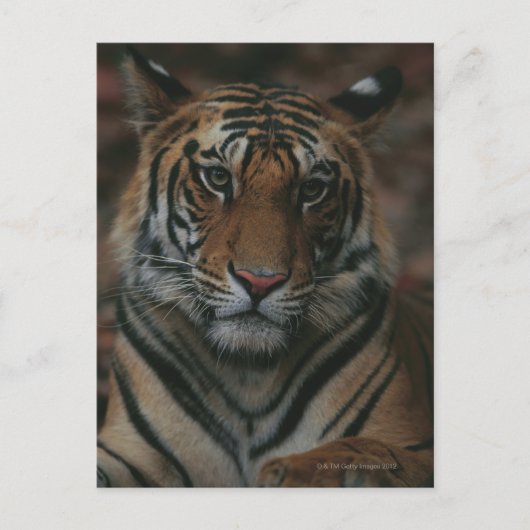 Carte Postale Tiger (Devant)