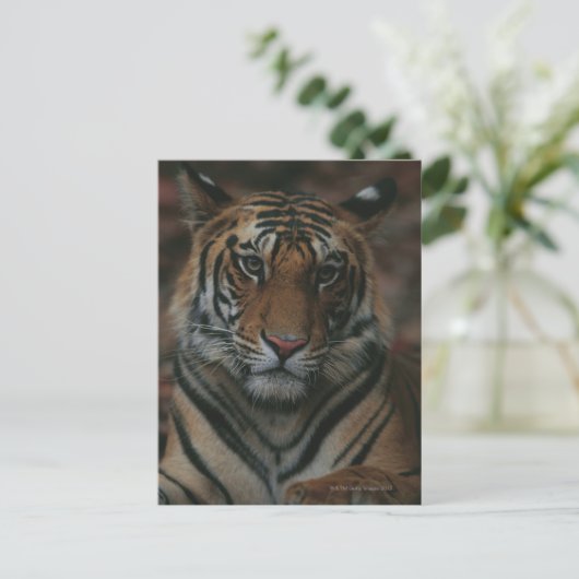 Carte Postale Tiger (Debout devant)