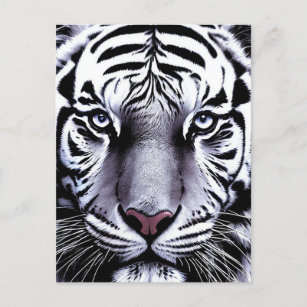 Carte Postale Tiger