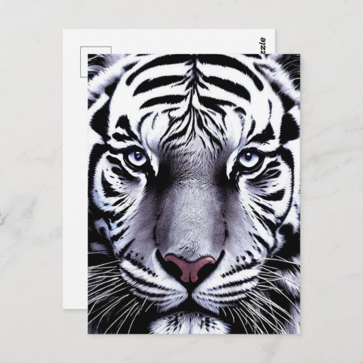 Carte Postale Tiger (Devant / Derrière)