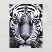 Carte Postale Tiger (Devant)