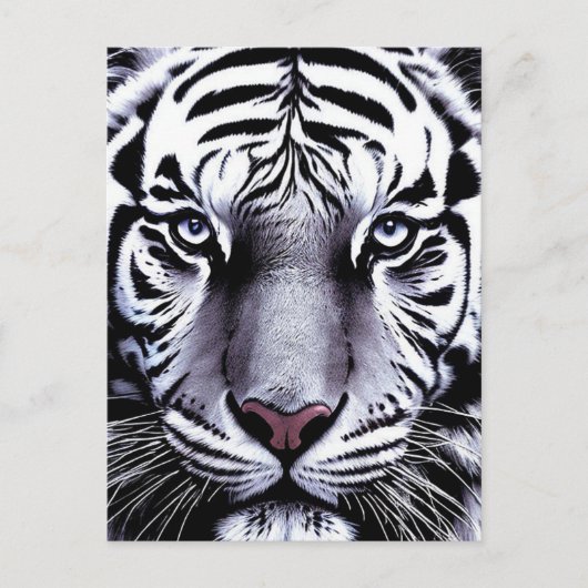 Carte Postale Tiger (Devant)