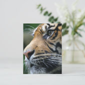 Carte postale Tiger (Debout devant)