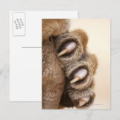 Carte Postale Tiger (Devant / Derrière)