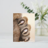 Carte Postale Tiger (Debout devant)