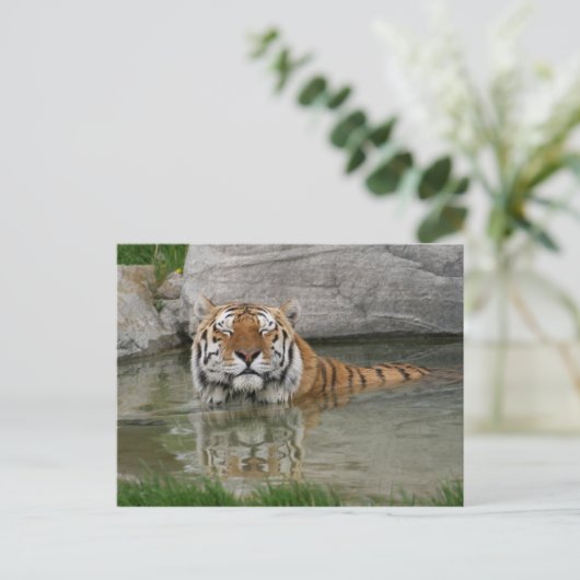 Carte postale Tiger (Debout devant)