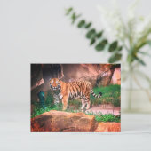 Carte postale Tiger (Debout devant)
