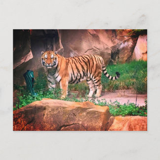 Carte postale Tiger