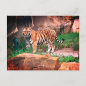 Carte postale Tiger (Devant)