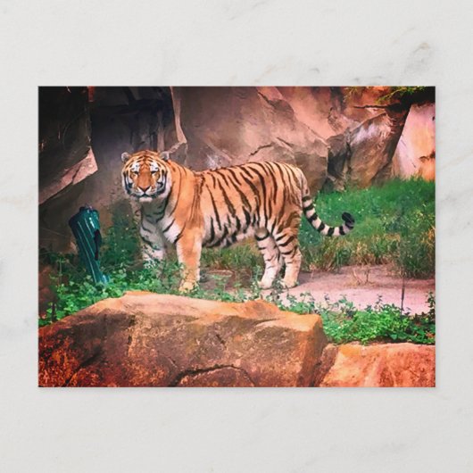 Carte postale Tiger (Devant)