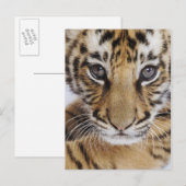 Carte Postale Tiger (Devant / Derrière)