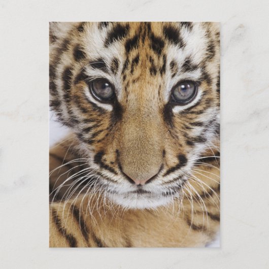 Carte Postale Tiger (Devant)
