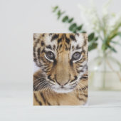 Carte Postale Tiger (Debout devant)