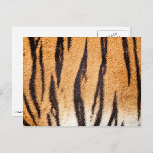 Carte postale Tiger (Devant / Derrière)