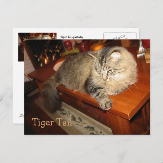 Carte Postale Tiger (Devant / Derrière)
