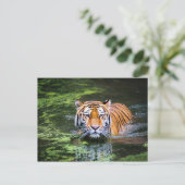 Carte postale Tiger (Debout devant)