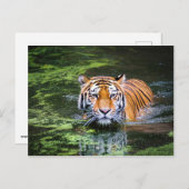 Carte postale Tiger (Devant / Derrière)