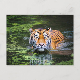 Carte postale Tiger