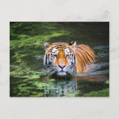 Carte postale Tiger (Devant)