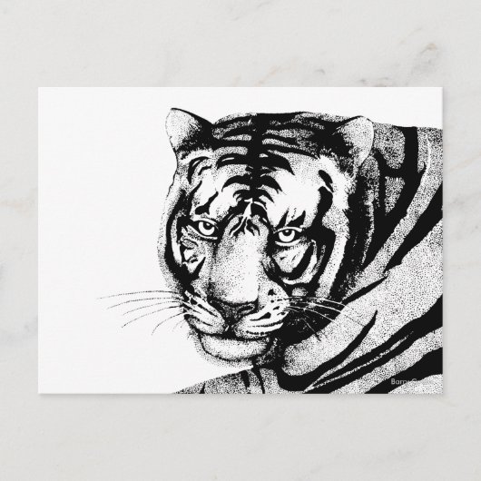 CARTE POSTALE TIGER (Devant)