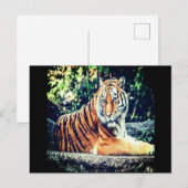 Carte postale Tiger (Devant / Derrière)