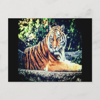 Carte postale Tiger