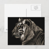 Carte Postale Tiger (Devant / Derrière)