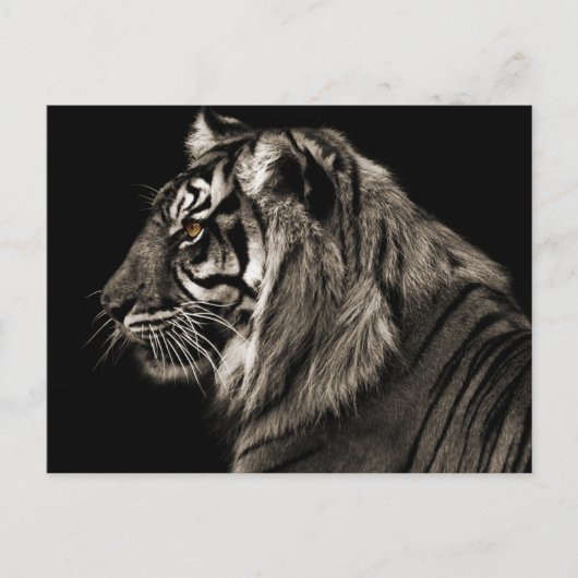Carte Postale Tiger (Devant)